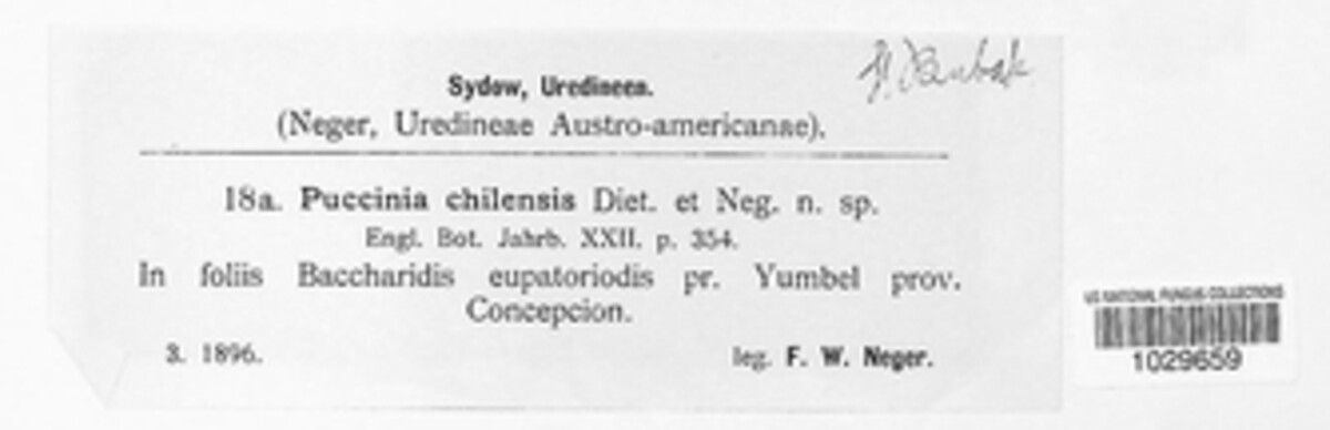 Puccinia chilensis image